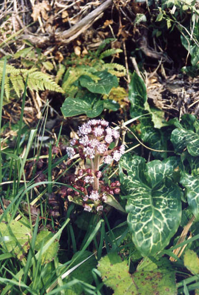 Petasites fragrans en fleurs sur un talus ombragé dans le bassin méditerranéen